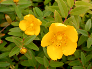 ロイヤリティフリー花 言葉 6 月 すべての美しい花の画像