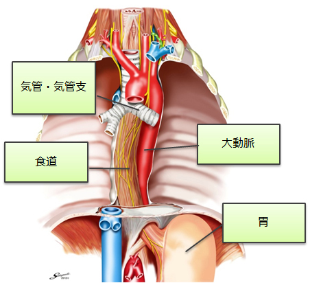 食道がん｜外科｜診療科・部門紹介｜ベルランド総合病院/社会医療法人