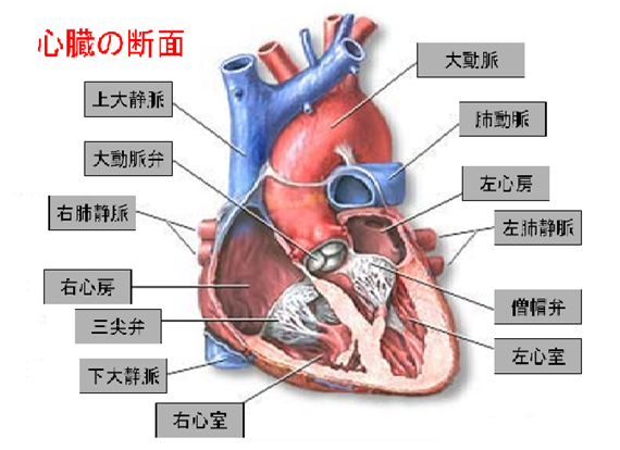 弁膜症疾患の外科治療｜心臓血管外科｜診療科・部門紹介｜ベルランド総合病院/社会医療法人 生長会